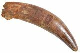 Huge, Rooted Fossil Crocodylomorph Tooth - Morocco #360443-1